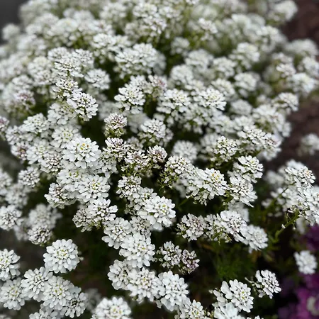 Ferienhaus Neu Im Harz, Haus Am Wald Mit Privater Sauna, Frisch Renoviert