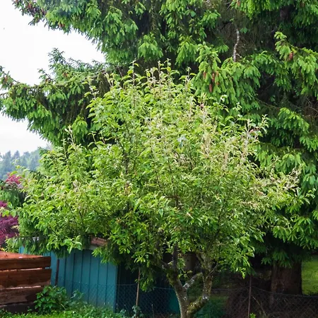 Neu Im Harz, Haus Am Wald Mit Privater Sauna, Frisch Renoviert *